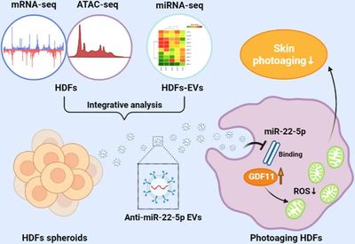 Chemical Engineering Journal :有效延缓皮肤衰老!国际顶级期刊发表肖志波团队新成果