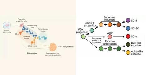 干细胞在糖尿病领域展望:MSCs到iPSCs,再生医学的自我颠覆之路