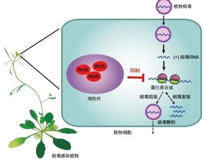 Science,一期两篇!节后上班第一天,中科大凌晨发布新能源、抗病毒新成果